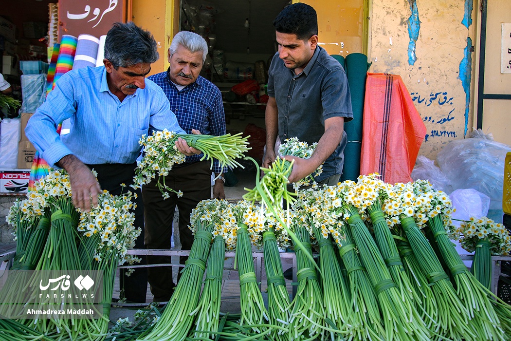 گل نرگس شیراز