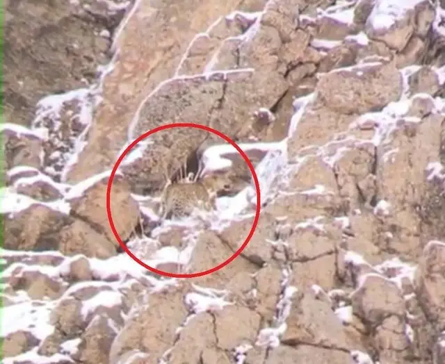 مشاهده یک قلاده پلنگ ایرانی در نزدیکی تهران 