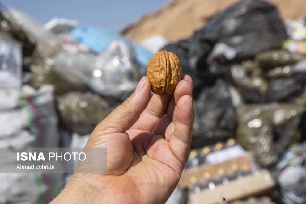 جاسازی مواد مخدر داخل گردو