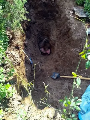 پیداشدن جسد