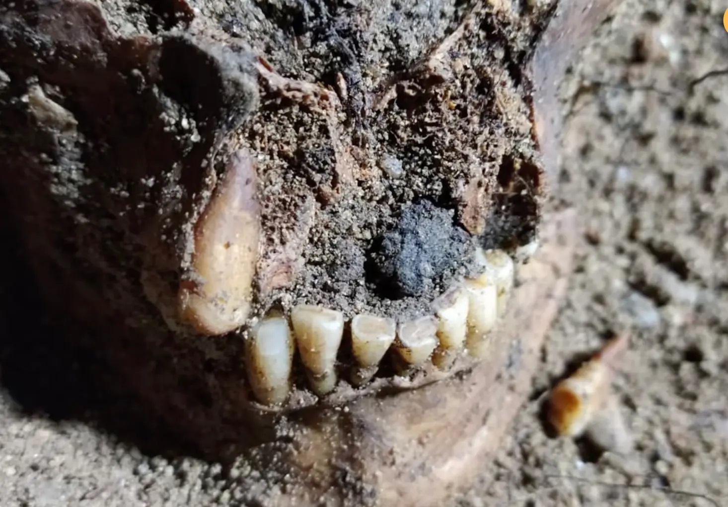کشف جسد باستانی اسکلت انسان