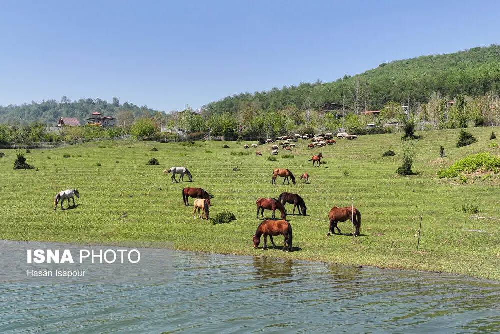 اسب ها در دریاچه لفور در سوادکوه مازندران