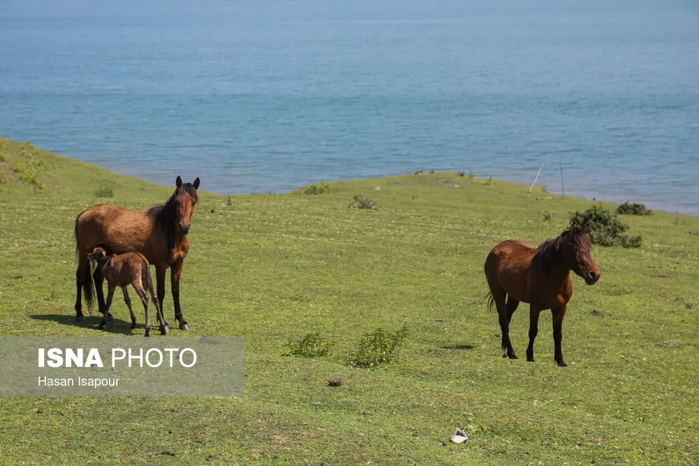 اسب ها در دریاچه لفور در سوادکوه مازندران