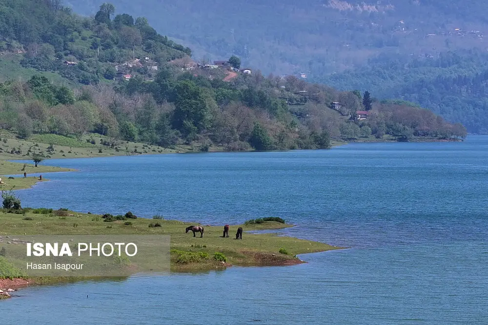 اسب ها در دریاچه لفور در سوادکوه مازندران
