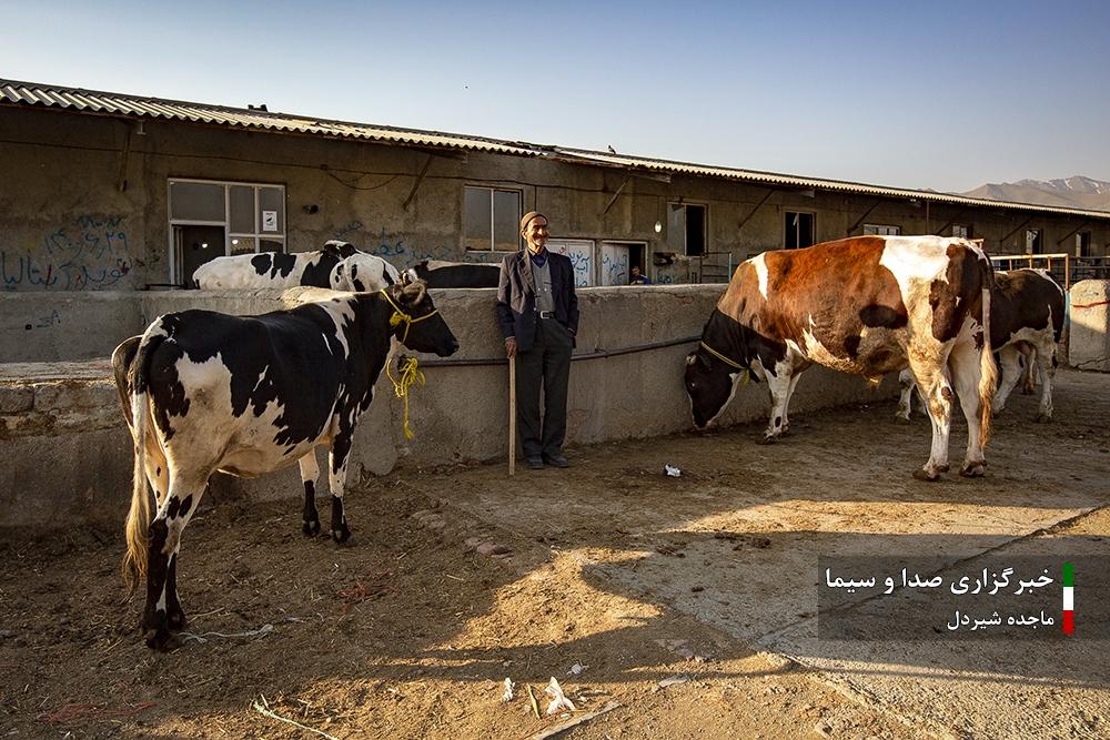 گوساله گاو گاوداری دام زنده برای عید قربان