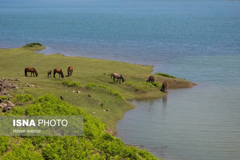 اسب ها در دریاچه لفور در سوادکوه مازندران