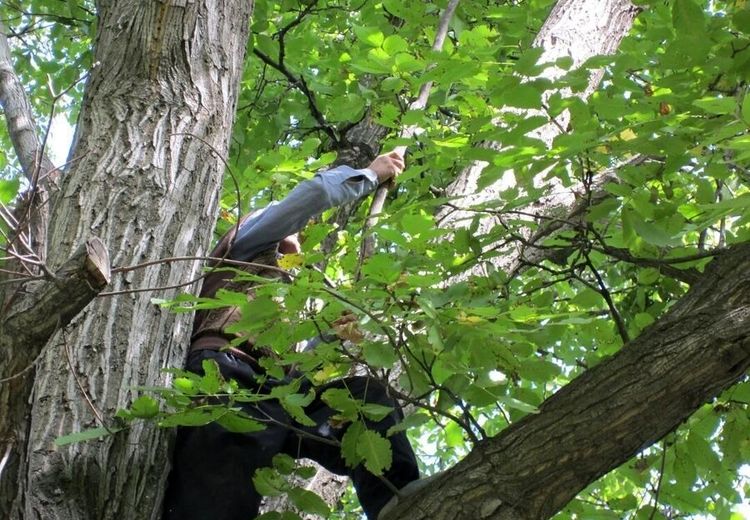 چیدن گردو در جان مرد جوان را گرفت