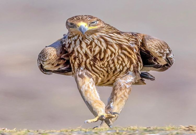 تصویری جالب از یک عقاب درحال پیاده‌روی/ عکس