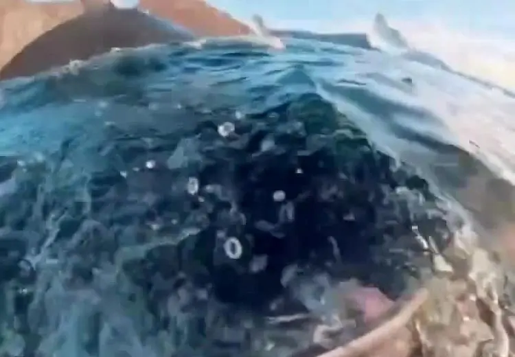 نجات معجزه‌آسای غواص زن از دهان نهنگ عظیم‌الجثه