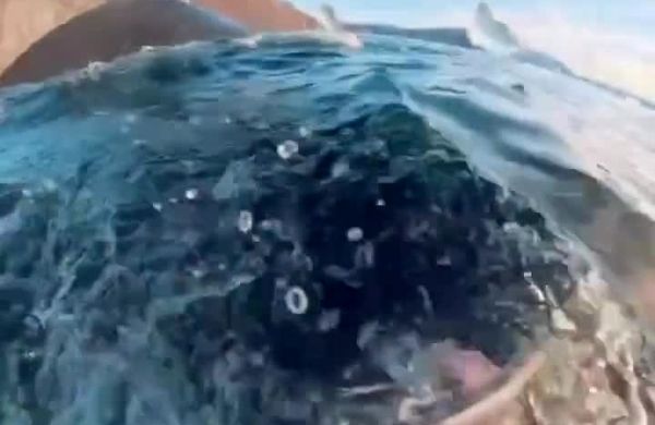 نجات معجزه‌آسای غواص زن از دهان نهنگ عظیم‌الجثه