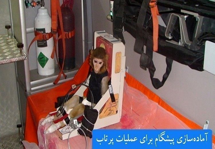 سرانجام میمون‌های ایرانی پرتاب شده به فضا چه شد؟ + عکس بچه هایشان 