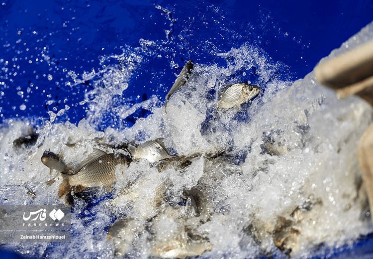 رها سازی ۵۰ هزار بچه ماهی در دریاچه خلیج فارس تهران