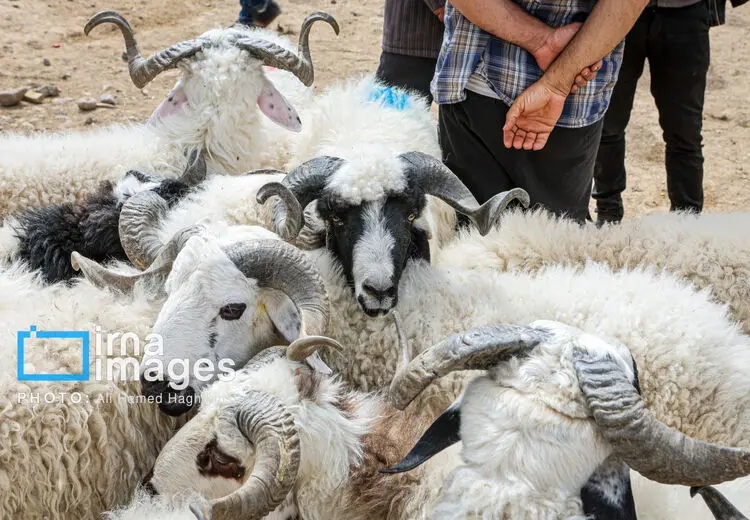 افزایش قیمت گوسفند و گوساله  