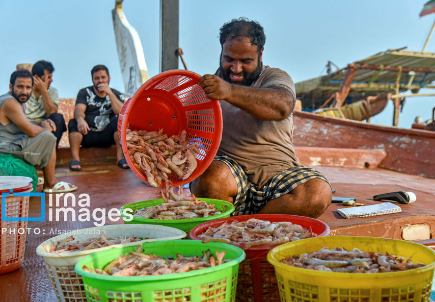 فروش میگو روی لنج
