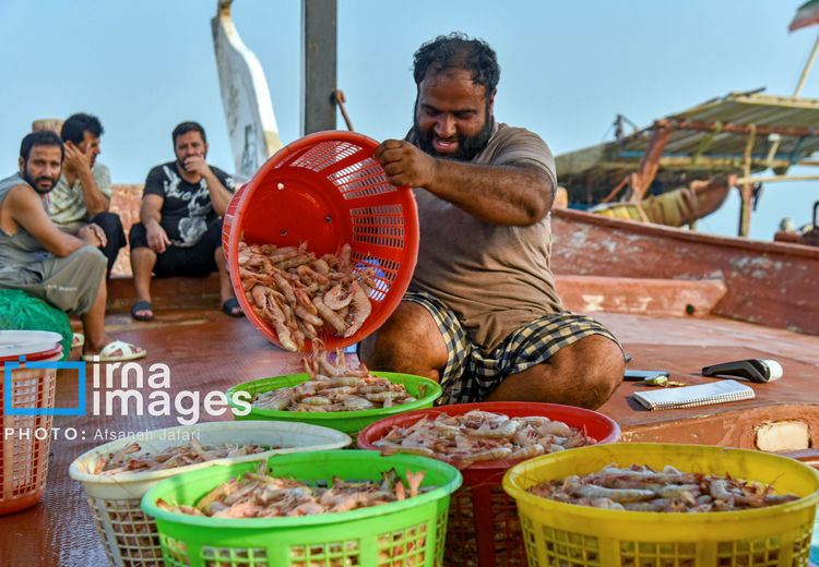 فروش میگو روی لنج