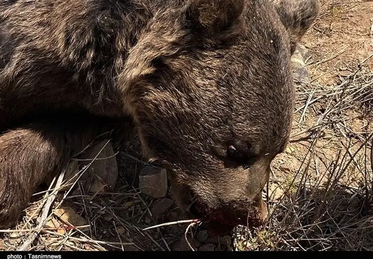 تلف شدن یک خرس قهوه‌ای به ضرب گلوله در شاهرود + تصاویر