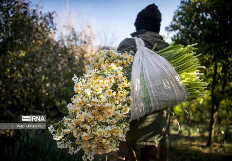 نرگس از مزرعه تا گل فروشی