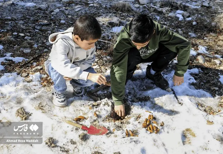 کاشت بلوط در دشت ارژن