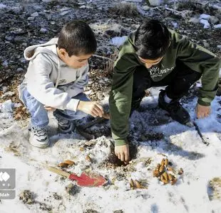 کاشت بلوط در دشت ارژن