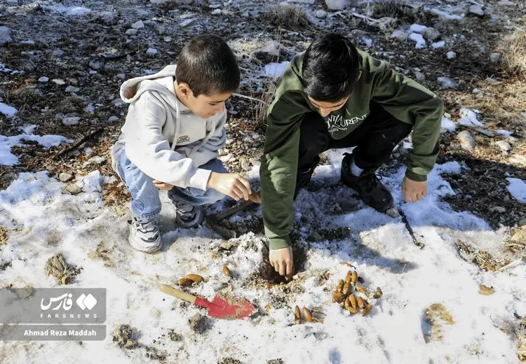 کاشت بلوط در دشت ارژن