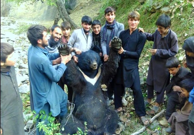 تصویر غم‌انگیز اسارت یک خرس توسط مردم افغانستان 