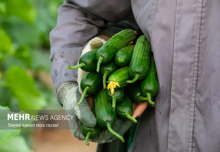 برداشت خیار و چغاله بادام