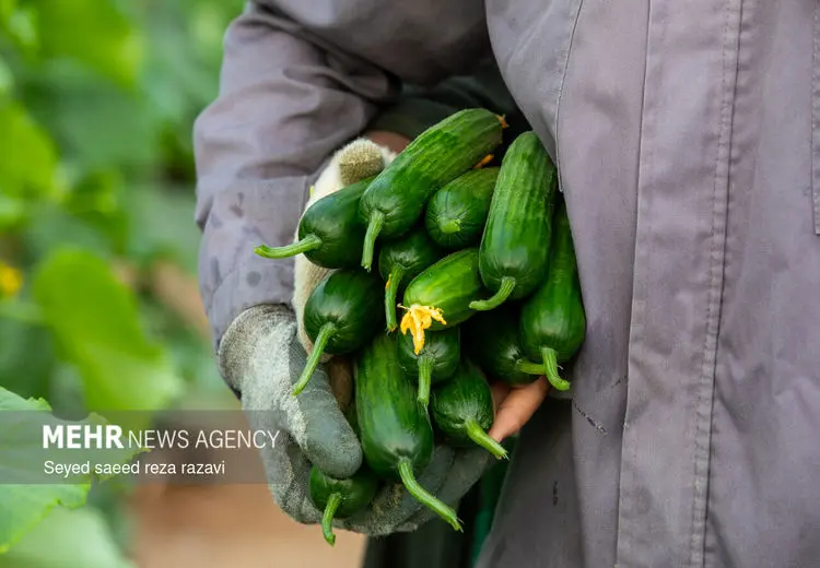 برداشت خیار و چغاله بادام