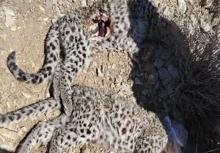 کشف لاشه ۲ توله پلنگ ایرانی در ارتفاعات کرمان