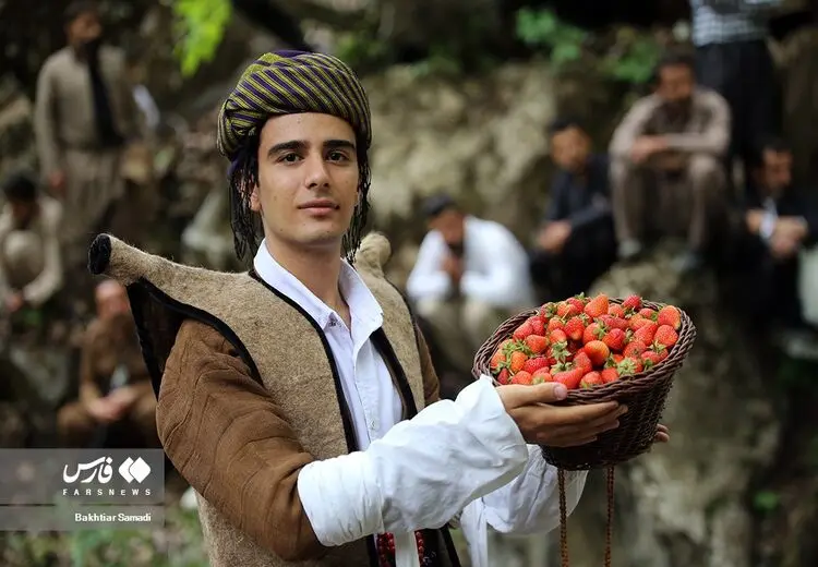 توت‌فرنگی "شیان"