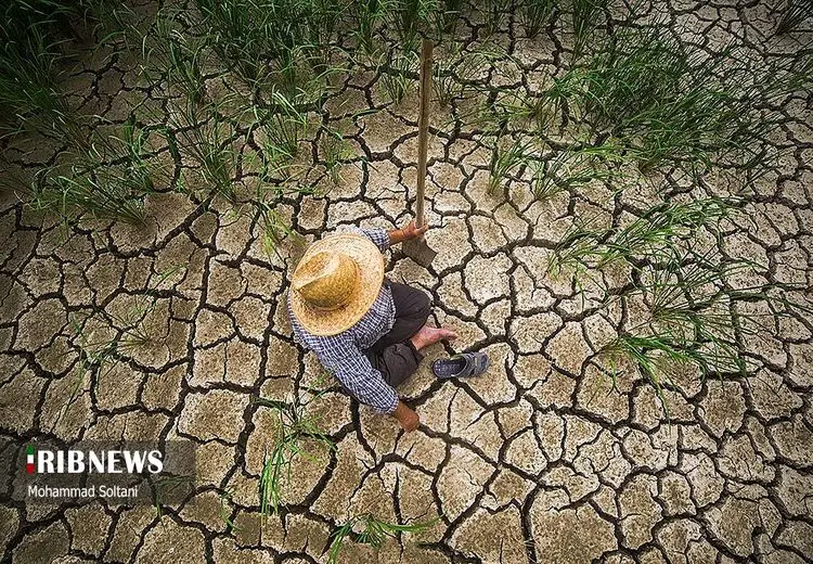 کشت دوم شالیکاران مازندرانی و خطرات خشکسالی