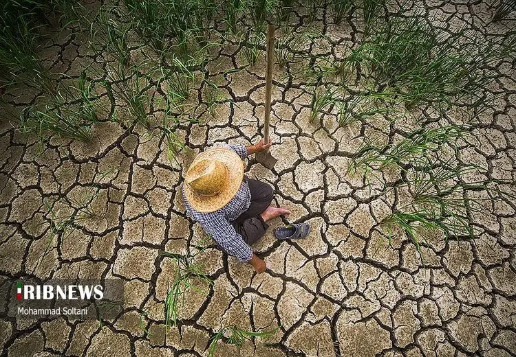 کشت دوم شالیکاران مازندرانی و خطرات خشکسالی