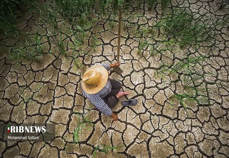 کشت دوم شالیکاران مازندرانی و خطرات خشکسالی