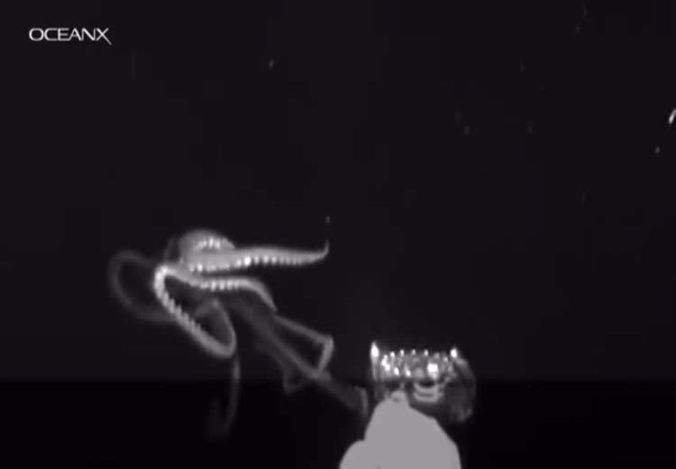 کشف ماهی مرکب غول‌پیکر در آب‌های آمریکا + فیلم