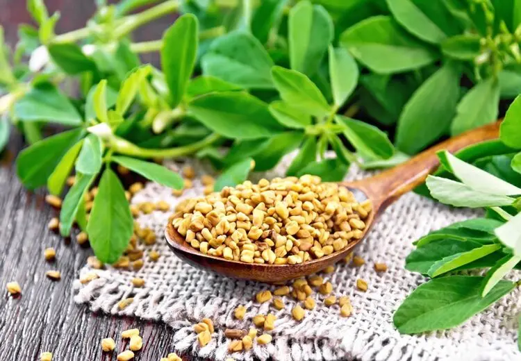 این گیاه برای درمان دیابت معجزه می‌کند