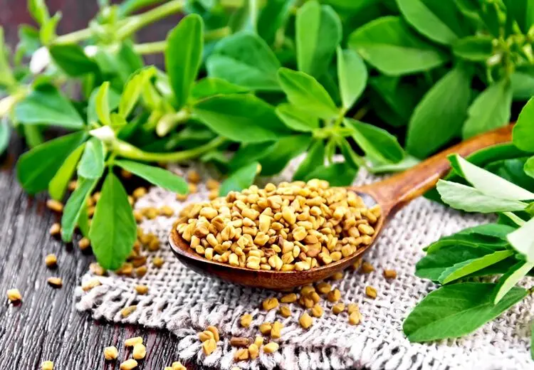 این گیاه برای درمان دیابت معجزه می‌کند
