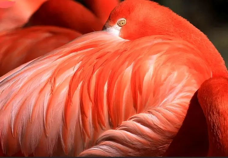 فلامینگویی به رنگ عشق / عکس