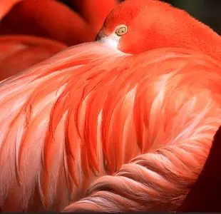فلامینگویی به رنگ عشق / عکس