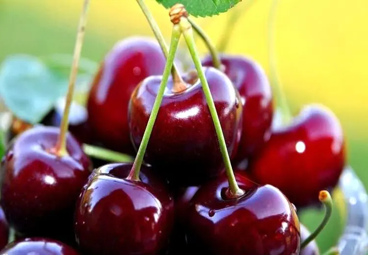 گیلاس مشکلات خواب را برطرف می‌کند