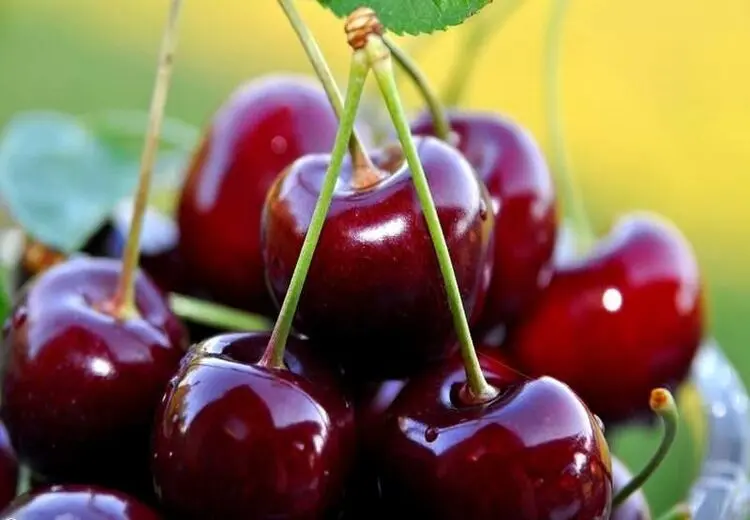 گیلاس مشکلات خواب را برطرف می‌کند