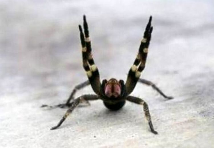 گزش این عنکبوت باعث نعوظ طولانی و دردناک مردان می شود!