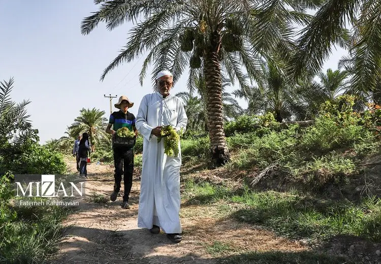 برداشت انگور در کارون