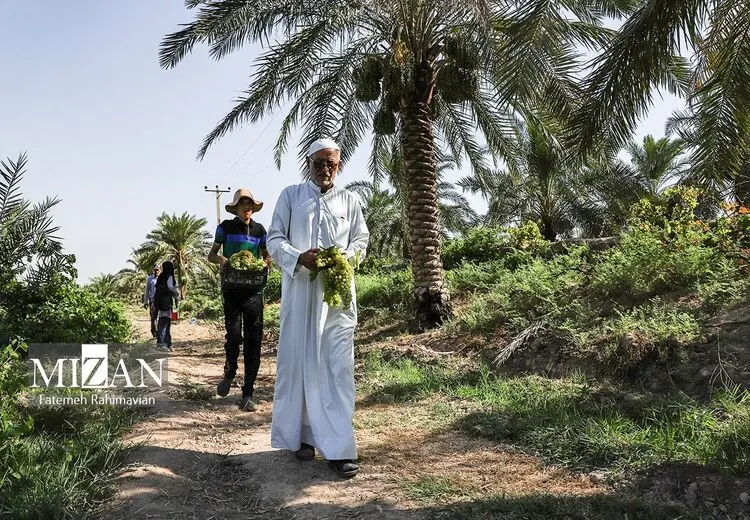 برداشت انگور در کارون