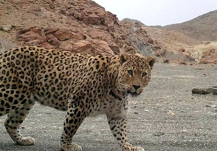 ثبت رسمی تلف شدن 170 پلنگ ایرانی در ۱۲ سال
