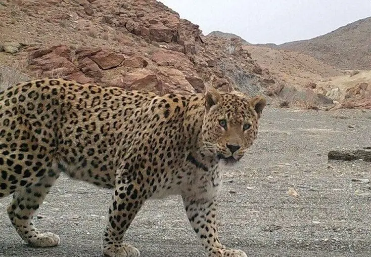 ثبت رسمی تلف شدن 170 پلنگ ایرانی در ۱۲ سال