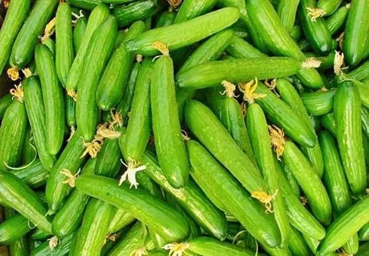 افزایش 50 درصدی قیمت، خیار را هم لاکچری کرد!