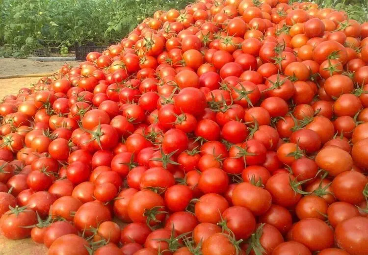 علت جمع آوری گوجه فرنگی از سطح بازار چیست؟