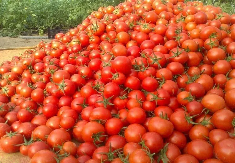 علت جمع آوری گوجه فرنگی از سطح بازار چیست؟