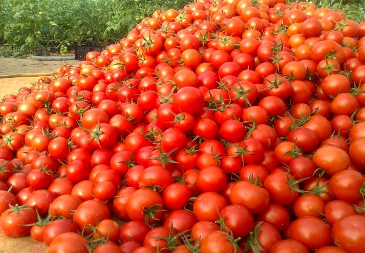علت جمع آوری گوجه فرنگی از سطح بازار چیست؟