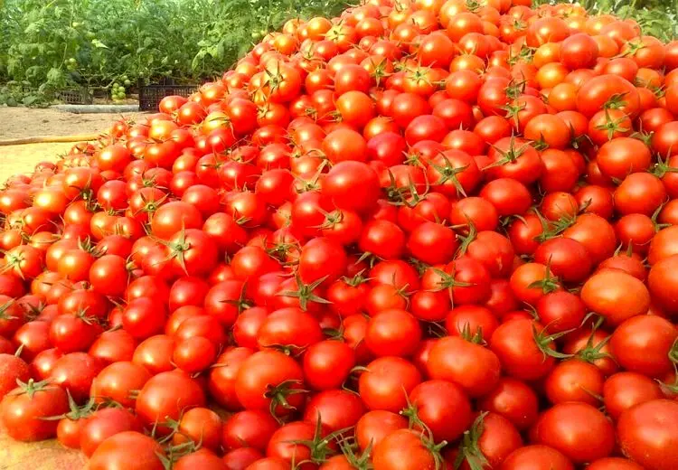 علت جمع آوری گوجه فرنگی از سطح بازار چیست؟