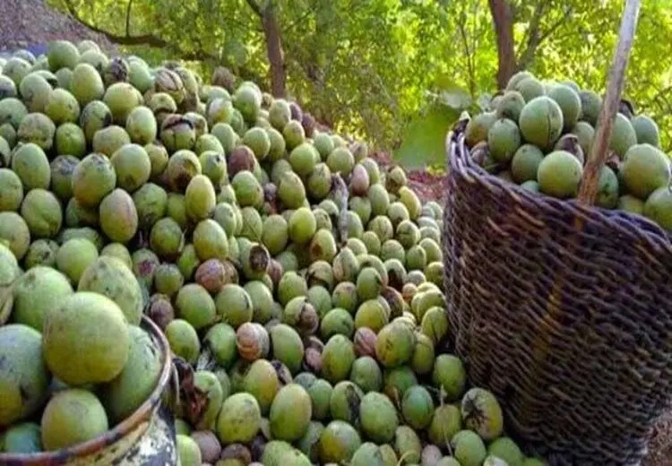 ۷ تُن گردوی سرقتی در ملایر کشف شد